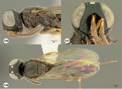 Figures 126–128. Oxyscelio crassicornis (Kieffer), neotype male (ROMEnt Spec. No. 112210) 126 Head and mesosoma, lateral view 127 Head anterior view 128 Body, dorsal view. Morphbank48