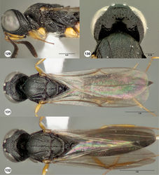 Figures 129–132. Oxyscelio crateris sp. n., holotype female (OSUC 336014) 129 Head and mesosoma, lateral view 130 Head, posterodorsal view 131 Body, dorsal view. Paratype male (OSUC 322129) 132 Body, dorsal view. Morphbank49