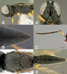 Figures 133–138. Oxyscelio crebritas sp. n., paratype female (OSUC 335200) 133 Head and mesosoma, lateral view 134 Head, anterior view. Paratype female (OSUC 320403) 135 Metasoma, dorsal view. Paratype male (OSUC 320416) 136 Antenna 137 Mesosoma, dorsal view. Paratype male (OSUC 322096) 138 Metasoma, dorsal view. Morphbank50