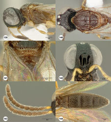 Figures 139–144. Oxyscelio crustum sp. n., paratype female (OSUC 352529) 139 Head and mesosoma, lateral view. Paratype female (OSUC 240929) 140 Head and mesosoma, dorsal view 141 Propodeum, posterior view. Holotype female (OSUC 369329) 142 Head, anterior view. Paratype male (OSUC 273320) 143 Antenna 144 Metasoma, dorsal view. Morphbank51