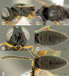 Figures 145–150. Oxyscelio cuculli sp. n., paratype female (OSUC 352910) 145 Head and mesosoma, lateral view 146 Head and mesosoma, dorsal view. Paratype female (OSUC 247614) 147 Head, anterior view. Paratype female (OSUC 352510) 148 Metasoma, dorsal view. Paratype male (OSUC 247647) 149 Antenna. Paratype male (OSUC 228733) 150 Metasoma, dorsal view. Morphbank52