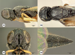 Figures 151–154. Oxyscelio cupularis (Kieffer), holotype female (OSUC 268223) 151 Head and mesosoma, dorsal view. Female (OSUC 268259) 152 Head and mesosoma, lateral view 153 Head, anterior view 154 Metasoma, dorsal view. Morphbank53