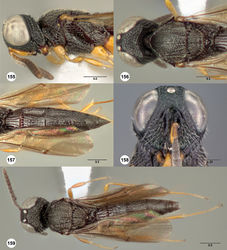 Figures 155–159. Oxyscelio cyrtomesos sp. n., holotype female (OSUC 247938) 155 Head and mesosoma, lateral view 156 Head and mesosoma, dorsal view 157 Metasoma, dorsal view. Paratype female (OSUC 247829) 158 Head, anterior view. Paratype male (OSUC 247964) 159 Body, dorsal view. Morphbank54