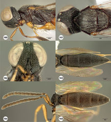 Figures 160–165. Oxyscelio dasymesos sp. n., paratype female (OSUC 247933) 160 Head and mesosoma, lateral view 161 Head and mesosoma, dorsal view 162 Head, anterior view. Paratype female (OSUC 376648) 163 Metasoma, dorsal view. Paratype male (OSUC 228732) 164 Antenna 165 Metasoma, dorsal view. Morphbank55