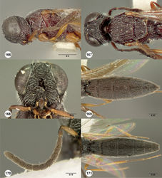 Figures 166–171. Oxyscelio dasynoton sp. n., holotype female (OSUC 268276) 166 Head and mesosoma, lateral view 167 Head and mesosoma, dorsal view 168 Head, anterior view 169 Metasoma, dorsal view. Paratype male (OSUC 369056) 170 Antenna 171 Metasoma, dorsal view. Morphbank56