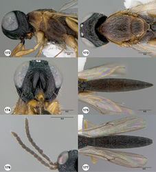 Figures 172–177. Oxyscelio dermatoglyphes sp. n., holotype female (OSUC 368835) 172 Head and mesosoma, lateral view 173 Head and mesosoma, dorsal view 174 Head, anterior view 175 Metasoma, dorsal view. Paratype male (OSUC 368838) 176 Antenna 177 Metasoma, dorsal view. Morphbank57