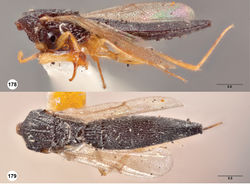 Figures 178–179. Oxyscelio dorsalis (Kieffer), holotype male (Museum Paris EY0000003994) 178 Body, lateral view 179 Body, dorsal view. Morphbank58