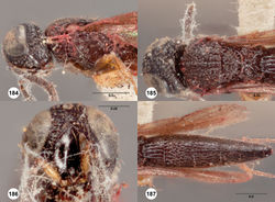 Figures 184–187. Oxyscelio excavatus (Kieffer), holotype male (Museum Paris EY0000003993) 184 Head and mesosoma, lateral view 185 Head and mesosoma, dorsal view 186 Head, anterior view 187 Metasoma, dorsal view. Morphbank60