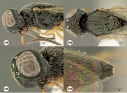 Figures 188–191. Oxyscelio fistulae sp. n., paratype male (OSUC 376621) 188 Head and mesosoma, lateral view 189 Head and mesosoma, dorsal view 190 Head, oblique view. Paratype male (OSUC 376616) 191 Metasoma, dorsal view. Morphbank61