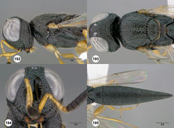 Figures 192–195. Oxyscelio flabelli sp. n., holotype female (OSUC 368744) 192 Head and mesosoma, lateral view 193 Head and mesosoma, dorsal view 194 Head, anterior view 195 Metasoma, dorsal view. Morphbank62