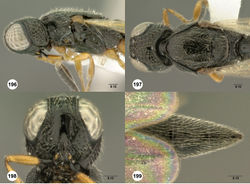 Figures 196–199. Oxyscelio flavipennis (Kieffer), female (OSUC 188474) 196 Head and mesosoma, lateral view 197 Head and mesosoma, dorsal view 198 Head, anterior view 199 Metasoma, dorsal view. Morphbank63