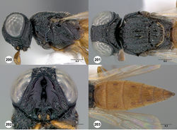 Figures 200–203. Oxyscelio flaviventris sp. n., holotype female (OSUC 369047) 200 Head and mesosoma, lateral view 201 Head and mesosoma, dorsal view 202 Head, anterior view 203 Metasoma, dorsal view. Morphbank64