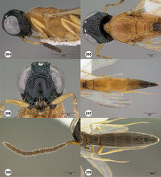 Figures 204–209. Oxyscelio florus Kononova, female (OSUC 368982) 204 Head and mesosoma, lateral view 205 Head and mesosoma, dorsal view 206 Head, anterior view 207 Metasoma, dorsal view. Male (OSUC 368984) 208 Antenna. Paratype male (OSUC 369002) 209 Metasoma, dorsal view. Morphbank65