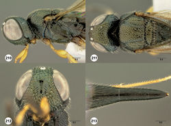 Figures 210–213. Oxyscelio fodiens sp. n., holotype female (OSUC 369042) 210 Head and mesosoma, lateral view 211 Head and mesosoma, dorsal view 212 Head, anterior view 213 Metasoma, dorsal view. Morphbank66