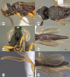 Figures 214–219. Oxyscelio fossarum sp. n., holotype female (OSUC 247931) 214 Head and mesosoma, lateral view 215 Head and mesosoma, dorsal view. Paratype female (OSUC 284829) 216 Head, anterior view. Paratype female (OSUC 257065) 217 Metasoma, dorsal view. Paratype male (OSUC 257076) 218 Antenna 219 Metasoma, dorsal view. Morphbank67