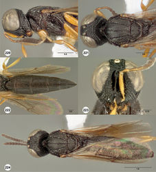 Figures 220–224. Oxyscelio fossularum sp. n., holotype female (OSUC 247975) 220 Head and mesosoma, lateral view 221 Head and mesosoma, dorsal view 222 Metasoma, dorsal view. Paratype female (OSUC 257037) 223 Head, anterior view. Paratype male (OSUC 247857) 224 Body, dorsal view. Morphbank68