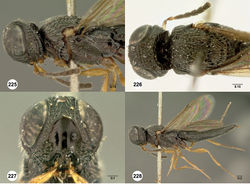 Figures 225–228. Oxyscelio foveatus Kieffer, neotype male (OSUC 436237) 225 Head and mesosoma, lateral view 226 Head and mesosoma, dorsal view 227 Head, anterior view 228 Body, lateral view. Morphbank69