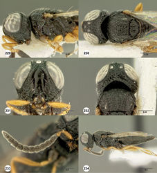 Figures 229–234. Oxyscelio genae sp. n., paratype female (OSUC 382052) 229 Head and mesosoma, lateral view 230 Head and mesosoma, dorsal view 231 Head, anterior view 232 Head, posterodorsal view. Paratype male (OSUC 369089) 233 Antenna 234 Body, lateral view. Morphbank70