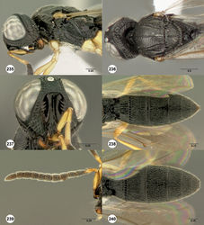 Figures 235–240. Oxyscelio granorum sp. n., paratype female (OSUC 335865) 235 Head and mesosoma, lateral view 236 Head and mesosoma, dorsal view. Paratype female (OSUC 335823) 237 Head, anterior view. Paratype female (OSUC 335868) 238 Metasoma, dorsal view. Paratype male (OSUC 368676) 239 Antenna. Paratype male (OSUC 335860) 240 Metasoma, dorsal view. Morphbank71