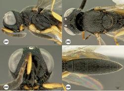 Figures 241–244. Oxyscelio granuli sp. n., holotype female (OSUC 277628) 241 Head and mesosoma, lateral view 242 Head and mesosoma, dorsal view 243 Head, anterior view 244 Metasoma, dorsal view. Morphbank72