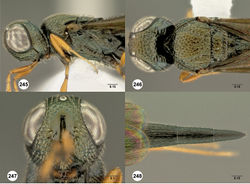 Figures 245–248. Oxyscelio greenacus sp. n., holotype female (OSUC 361339) 245 Head and mesosoma, lateral view 246 Head and mesosoma, dorsal view 247 Head, anterior view 248 Metasoma, dorsal view. Morphbank73