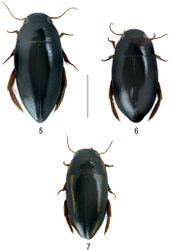 Figures 5–7. Habitus of 5 Batrachomatus nannup 6 Batrachomatus wilsoni 7 Batrachomatus wingii (scale bar = 4 mm).