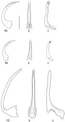 Figures 8–10. Median lobe of aedeagus in ventral (a) and lateral view (b), and right paramere in lateral view (c): 8 Batrachomatus daemeli 9 Batrachomatus larsoni sp. n. 10 Batrachomatus nannup (scale bar = 0.5 mm).