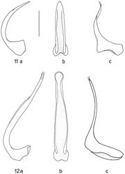 Figures 11–12. Median lobe of aedeagus in ventral (a) and lateral view (b), and right paramere in lateral view (c): 11 Batrachomatus wilsoni 12 Batrachomatus wingii (scale bar = 0.5 mm).