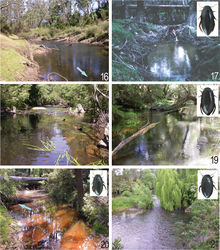 Figures 16–21. Habitats: 16, 17 Blackwood River upstream the village Nannup, habitat of Batrachomatus nannup in south-western Australia 18 Wallagaraugh River SW of Eden, southern New South Wales and 19 Thurra River at Highway 1 in south-eastern Victoria, habitats of Batrachomatus wilsoni 20 Coffs Harbour street, Flaggy Creek Nature Reserve, northern New South Wales and 21 Glouchestershire, Barrington River at Barrington, central New South Wales, habitats of Batrachomatus daemeli (Photos: L. Hendrich).