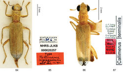 Figures 84–87. 84–85 Holotype of Callimerus nigroapicalis Pic, 1955 deposited in NHRS, photographed by J. Bergsten (84 habitus 85 labels) 86–87 Holotype of Callimerus'terminalis Chapin, 1919 deposited in USNM (86 habitus 87 labels).