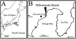 Figure 1. Sampling site. A map of Japan B type locality of Polycopetta quadrispinata sp. n.