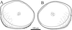 Figure 3. Valves of Polycopetta quadrispinata sp. n. Male, holotype (SUM-CO-2093). A right internal view B left internal view.