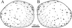 Figure 4. Distribution of pore systems and surface ornamentation of Polycopetta quadrispinata sp. n. drawn from an SEM image. Male, paratype (SUM-CO-2095). A right external view B left external view. Solid circle, open circle and double circle indicate the positions of simple pores, pore systems involving a circular depression and contiguous pore systems, respectively.