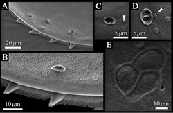 Figure 5. SEM images of the detailed structure of Polycopetta quadrispinata sp. n. valves. A male, paratype (SUM-CO-2095) B–D male, paratype (SUM-CO-2098) E male, paratype (SUM-CO-2094). A four spines at posteroventral margin of right valve B spines and fringe at posteroventral margin of right valve C pore system with circular depression D contiguous pore system E internal lateral view of adductor muscle scars of right valve. Arrowheads indicate simple pores.