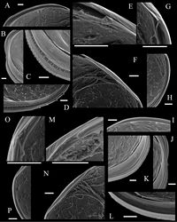 Figure 6. SEM images of internal view of Polycopetta quadrispinata sp. n. valves. Male, paratype (SUM-CO-2096). A–H right valve I–P left valve A anterodorsal bar and groove B anterior area of marginal infold C anteroventral area of marginal infold D posteroventral area of marginal infold E anterior socket of hinge structure F median bar of hinge structure G posterior socket of hinge structure H posteroventral groove I anterodorsal bar J anterior area of marginal infold K anteroventral area of marginal infold L posteroventral area of marginal infold M anterior knob of hinge structure N median bar of hinge structure O posterior knob of hinge structure P posterior bar. Scale bars indicate 20 μm.