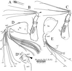 Figure 7. Polycopetta quadrispinata sp. n. A, B and D male, holotype (SUM-CO-2093) C and E female, paratype (SUM-CO-2104). A frontal organ B male antennula C female antennula D male antenna D′ endopodite of male antenna without all setae E female antenna except the exopodite. Abbreviations: ba basis en endopodite ex exopodite.