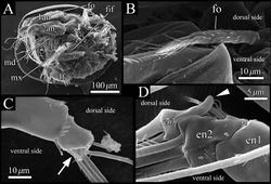Figure 8. SEM images of male soft parts of Polycopetta quadrispinata sp. n. A left lateral view of whole body with left valve removed B left lateral view of frontal organ C right lateral view of distal area of antennula D left lateral view of antennal endopodite. Arrow indicates a seta with serrations at ventrodistal end. Arrowhead indicates a dorsal outgrowth of male antennal endopodite. Abbreviations: 1an antennula 2an antenna en endopodite fif fifth limb fo frontal organ lf left furcal lamella md mandibula mx maxillula.