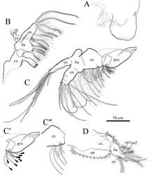 Figure 10. Polycopetta quadrispinata sp. n. A and D male, paratype (SUM-CO-2094) B and C male, holotype (SUM-CO-2093). A right lateral view of upper lip B mandibula C maxillula C′precoxa of maxillula except setulae on setae C" coxa of maxillula except setulae on setae D fifth limb. Arrowheads indicate tip of precoxal setae of maxillula. Abbreviations: ba basis cx coxa en endopodite ex exopodite pcx precoxa.