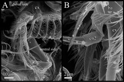 Figure 11. SEM images of male fifth limb of Polycopetta quadrispinata sp. n. A left lateral view B enlarged view of figure 11A. Abbreviations: ba basis cx coxa en endopodite ex exopodite epi epipodite.