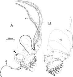 Figure 12. Posterior body of Polycopetta quadrispinata sp. n. A male, holotype (SUM-CO-2093) B female, paratype (SUM-CO-2106). Arrowhead indicates the tuft of stout setae. Abbreviations: cd copulatory duct spe spermatozoa.