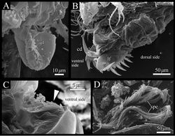Figure 13. Polycopetta quadrispinata sp. n. SEM images of male soft parts of. A right lateral view of upper lip B left lateral view of posterior body, furcal lamellae and copulatory organ C right lateral view of the tuft of stout setae D fascicle of spermatozoa. Arrowhead indicates the tuft of stout setae. Abbreviations: cd copulatory duct lf left furcal lamella spe spermatozoa ul upper lip.