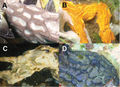 Thumbnail for version as of 10:04, 13 May 2013