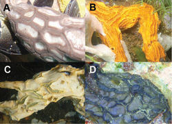 Figure 1. In situ underwater images of Placospongia spp. in Indonesia, displaying natural variation in color and growth form of live specimens. A Placospongia mixta (by L.E. Becking) B Placospongia carinata (by L.E. Becking) C Placospongia carinata (by L.E. Becking) D Placospongia melobesioides (by N.J. de Voogd).