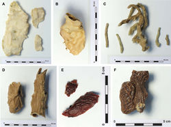 Figure 2. Gradation of external coloration in preserved specimens. A Placospongia mixta RMNH POR. 4492 B Placospongia mixta RMNH POR. 4113 C Placospongia carinata RMNH POR. 4482 D Placospongia carinata RMNH POR. 4483 E Placospongia mixta RMNH POR. 3979 F Placospongia melobesioides RMNH POR. 4114.