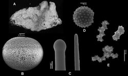 Figure 3. Placospongia anthosigma holotype (NSMT-Po R288) A type specimen (image taken from website database of the Museum of Nature and Science, Tokyo, Japan) B selenaster C large tylostyle (head and blunt end) D spheraster E spirasters referred to as ‘anthosigma’ by Tanita & Hoshino (1989)[1].