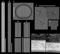 Figure 4. Placospongia carinata slide of holotype (BMNH, R1228, 86g, Bk.1390; R1275, PE01, Bk1390). A large tylostyle (scale=200 μ m) B small tylostyle (scale=50 μ m) C selenaster (scale=50 μ m) D close up of large tylostyle (scale=50 μ m) E close up of small tylostyle F streptasters (scale=50 μ m) G acanthose microrhabds H original slide of thick section of holotype I original slide of spicules of holotype.