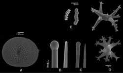 Figure 5. Placospongia carinata (RMNH POR. 4483). A selenaster B large tylostyle (head and blunt end) C small tylostyle (head and hastate end) D streptasters, E. acanthose microrhabds.