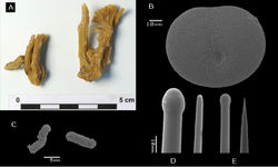 Figure 8. Placospongia santodomingoae sp. n. (RMNH POR. 4486). A ethanol preserved specimen B selenaster C large tylostyle (head and blunt end) D small tylostyle (head and hastate end) E microrhabds.