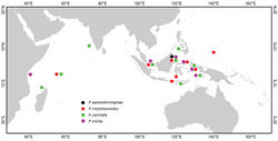 Figure 9. Distribution of Placospongia spp. in the Indo-West Pacific. Location of symbols is approximate.