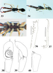 Figures 33–40. Myrmarachne macrognatha, male. 33 Body in dorsal view 34 body in lateral view 35 endites, labium, coxae and trochanters in ventral view 36 left chelicera in ventral view 37 left fang in retrolateral view 38 left palp in ventral view 39 left palp in retrolateral view 40 left palpal tibia in dorsal view. (Scales. Figs 33–37: 1 mm; 38–40: 0.25 mm).
